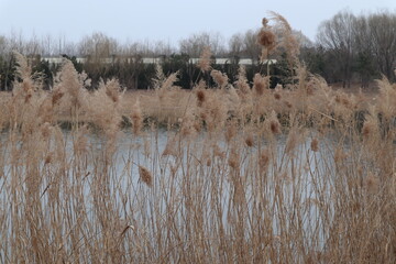 reeds in the river