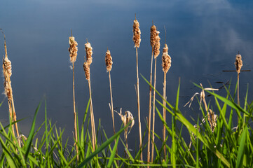 Reed mace, bulrush marsh cane. Faded Typha latifolia. Typha is a genus of about 30 species of monocotyledonous © Elena_Alex