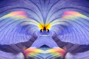 Zelfklevend Fotobehang Iris flowers © Danita Delimont