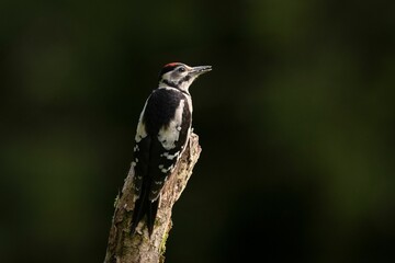 Closeup shot of a Great Spotted Himalayan Woodpecker perched on a mossy tree trunk
