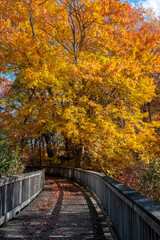 Fototapeta na wymiar Wooden boardwalk in the autumn