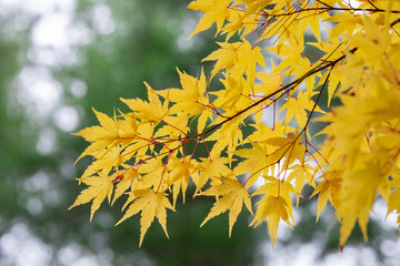 Fototapeta na wymiar Japanese maple tree in autumn, New England