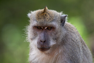 Portrait of monkey