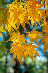 Naklejka na ściany i meble Japanese maple tree in autumn, New England