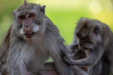 A pleasure from grooming session between two monkeys. Focus is on one monkey.