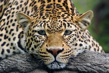 Leopard resting facing forward, captive animal.