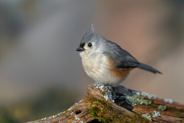 Tufted titmouse in winter.