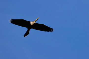 Fototapeta na wymiar Cormorant chased by red-winged blackbird.