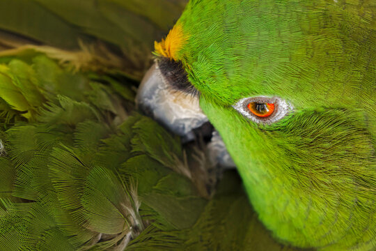 Yellow-napped Amazon parrot portrait.