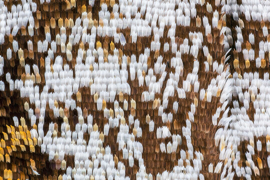 Butterfly Wing Scales At High Magnification.