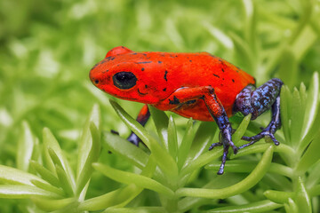 Blue-jeans frog, Strawberry poison dart frog