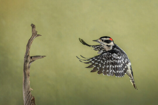 Downy woodpecker flying