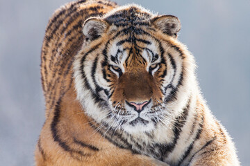 China. Close-up of Siberian tiger in winter.
