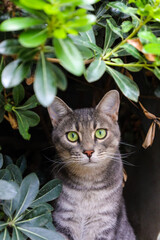 Naklejka na ściany i meble Cute cat portrait behind leaves.Beautiful stray cat with green eyes is looking at the camera.