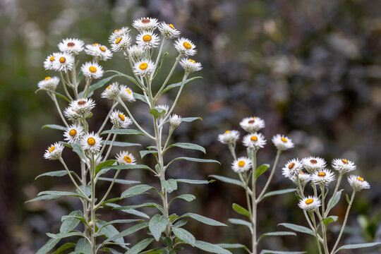 Tall Everlasting Or White Papere Daisies