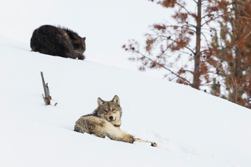 Gray wolf pair resting