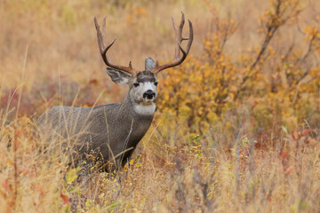 Autumn mule deer buck