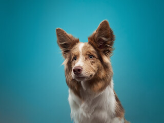 funny dog on blue background. Happy border collie in the studio. pet portrait