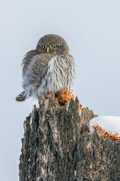 Northern Pygmy Owl