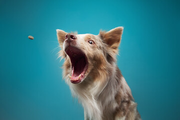 funny dog on blue background. Happy border collie catch food, open mouth, action, movement. pet...