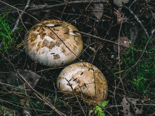 Matsutake mushrooms in the forest