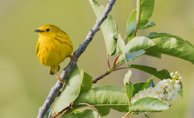 Yellow warbler