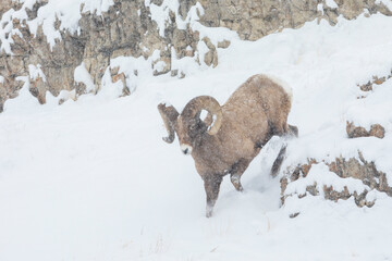 Bighorn sheep ram, winter navigation