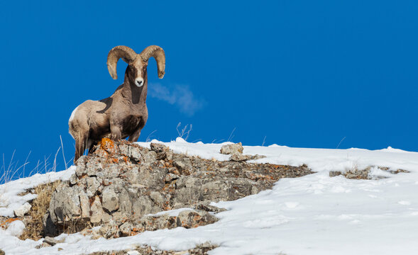 Bighorn Sheep Ram, Frosty Breath