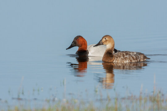 Canvasback Pair