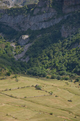 Valle con vacas pastando