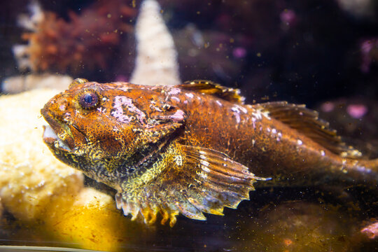 A China Rock Fish At The Oregon Coast Aquirum, Newport, Oregon