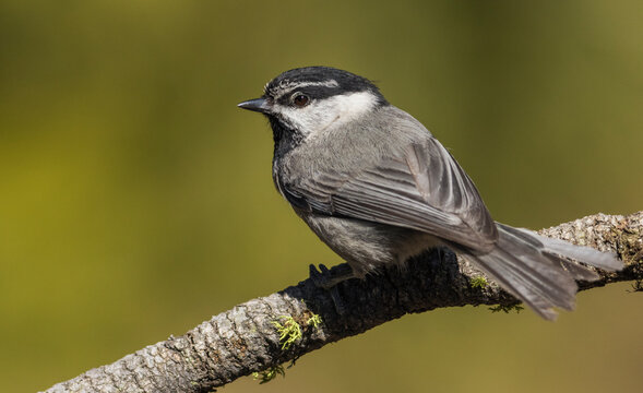 Mountain Chickadee