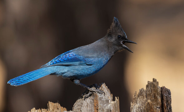 Steller's Jay