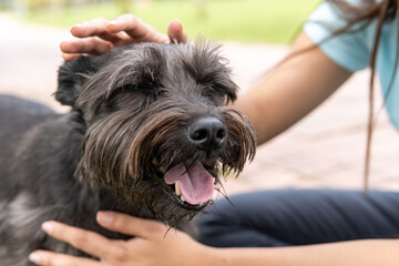 Naklejka na ściany i meble a black male schnauzer is happily panting while its owner is pets it