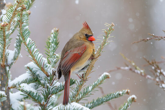 Northern cardinal female in spruce tree in winter snow, Marion County, Illinois.