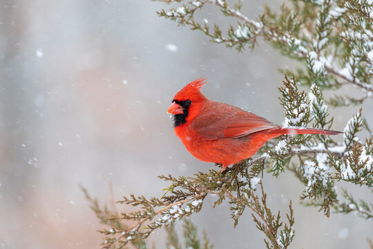 Northern cardinal male in red cedar tree in winter snow, Marion County, Illinois.