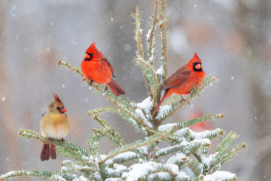 Northern cardinal males and female in spruce tree in winter snow, Marion County, Illinois.