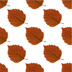 Pattern of yellow autumn herbarium leaves. Agriculture, eco friendly, organic farm. It's perfect for postcards, posters, banners, invitations, greeting cards, prints. Isolated on white background.