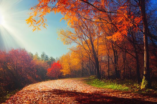 Autumn landscape background, fall park or forest panorama, multicolor trees and blue sky with bright sun, rays through leaves. Squirrel on maple, foliage and water on roads