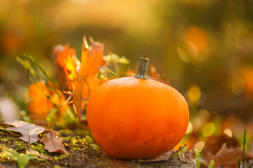 Naklejka na ściany i meble pumpkin with brown oak leaves on a stump on a blurred forest autumn background. Small pumpkin in autumn brown leaves. Autumn weather.Beautiful nature wallpaper. 