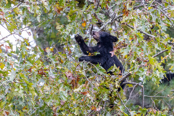Black bear cub eating acorns in oak tree Great Smoky Mountains National Park, Tennessee