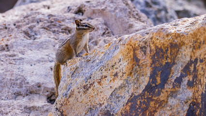 野生のシマリス　イエローストーン