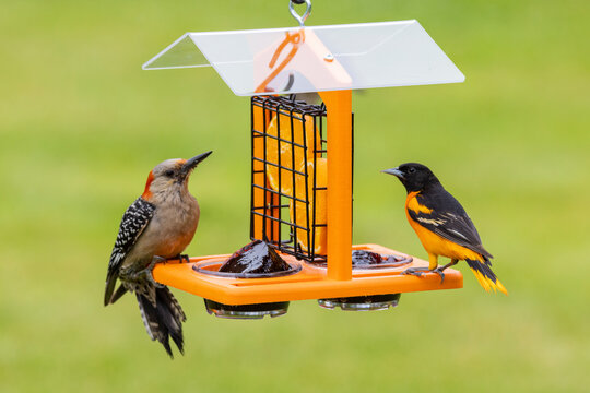 Baltimore oriole male, and red-bellied woodpecker female at grape jelly feeder