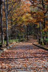 Fototapeta na wymiar 落ち葉に埋もれた晩秋の公園の道 
