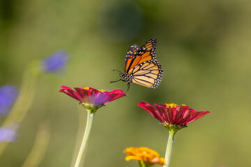 Fototapeta na wymiar Monarch flying
