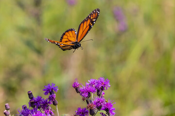 Monarch flying by Missouri Ironweed