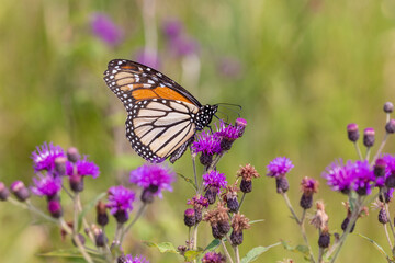 Monarch on Missouri Ironweed