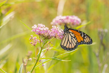 Monarch on swamp milkweed