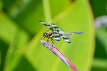 Twelve-spotted Skimmer male on Water Canna