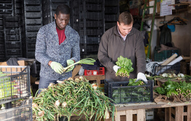 Men professional horticulturists sorts harvest of fresh onion indoors